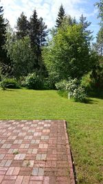 Trees on grassy field