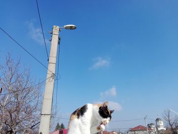 Low angle view of dog against sky