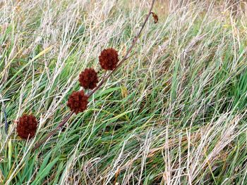 High angle view of flowering plants on field