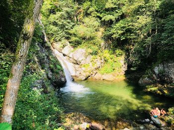 High angle view of waterfall in forest