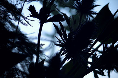 Low angle view of silhouette palm tree against sky