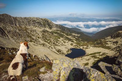 Dog sitting on mountain against sky