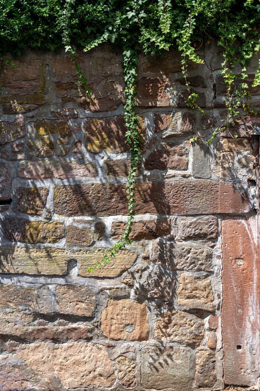 STONE WALL WITH PLANTS