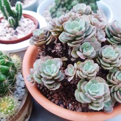 High angle view of succulent plant on table