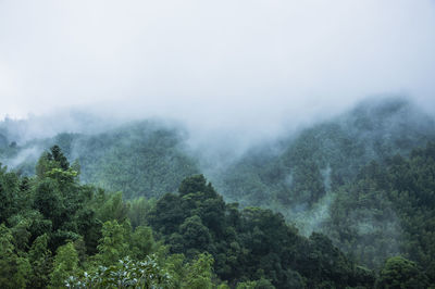 Scenic view of trees in forest during foggy weather