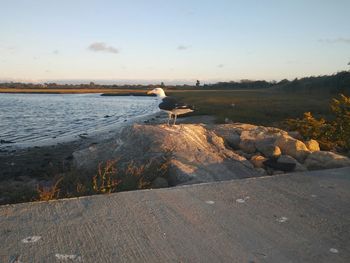 Bird perching on rock by sea against sky