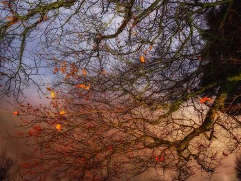 Low angle view of trees against sky during autumn
