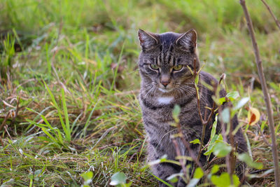 Cat looking away on field