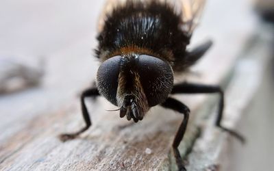 Close-up of bee