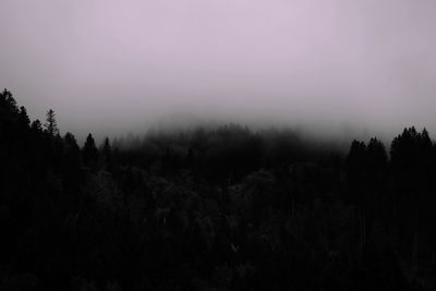 Trees in forest against sky during foggy weather