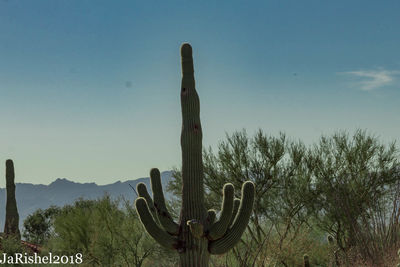 Cactus growing in desert against sky