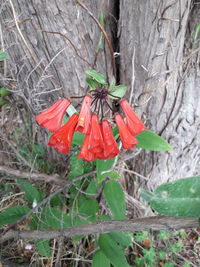 Close-up of red flowering plant on land