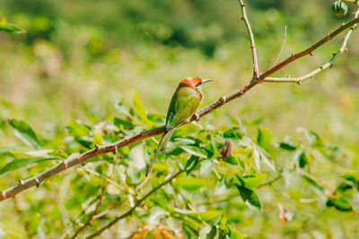 Chestnut-headed