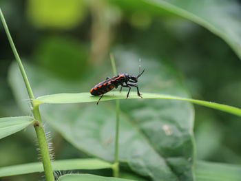 Close-up of insect on leaf