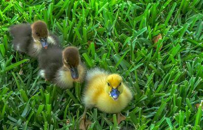 Ducks on grassy field