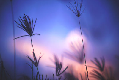 Close-up of silhouette plants against sunset sky