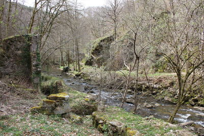 View of bare trees in forest