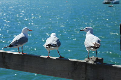 Seagulls perching on sea shore