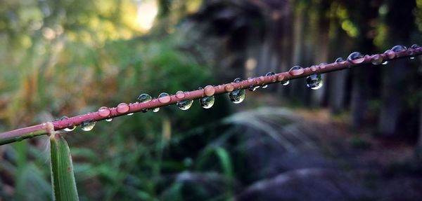 Close-up of water drops on plant