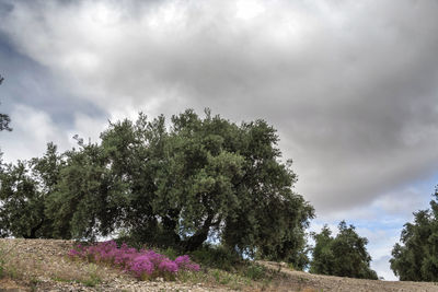 Low angle view of flowering trees against sky