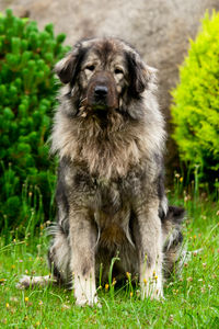 Portrait of dog standing on grass