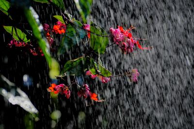 Close-up of red flowering plants