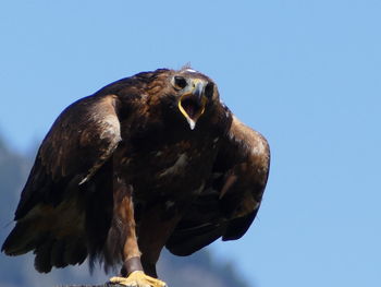 Low angle view of eagle against clear sky