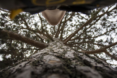 Directly below shot of person standing by tree trunk in forest
