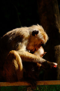 Mother and baby macaque monkeys. baby head turned away.