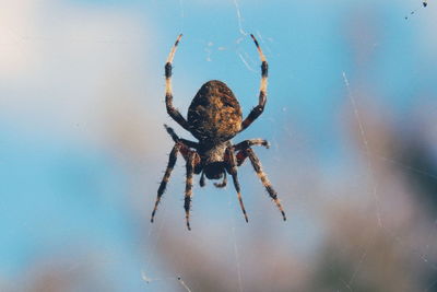 Close-up of spider