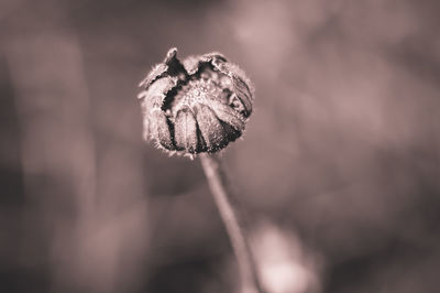 Close-up of dry flower bud