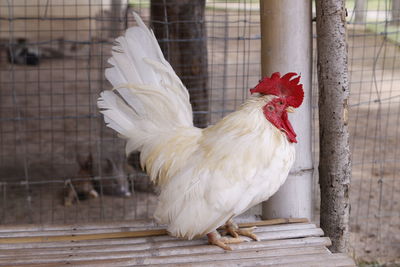 Close-up of rooster in cage