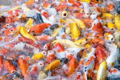 View of koi fish in sea