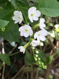 Close-up of white flowers blooming outdoors