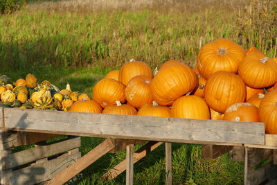 Pumpkins on field