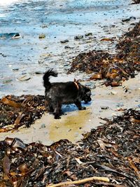 View of dog on beach