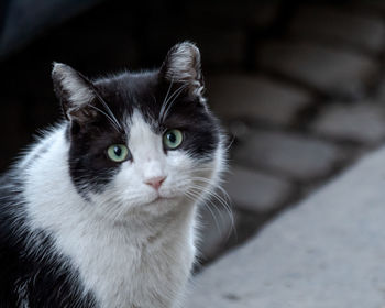 Close-up portrait of cat