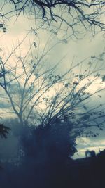 Close-up of silhouette tree against sky