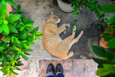 Low section of person standing by cat sleeping amidst potted plants