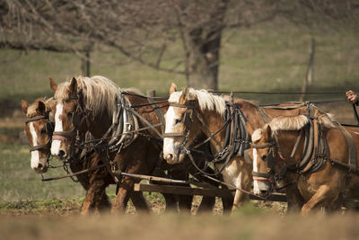 Horse cart on land