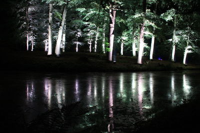 Reflection of trees in pond