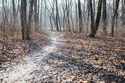 Dog amidst bare trees in forest during autumn