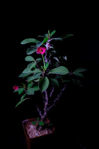 Close-up of pink flowering plant against black background