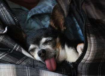 High angle view of dog resting