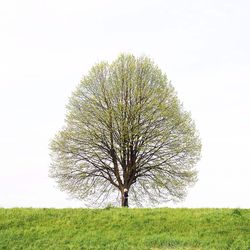 Trees on field