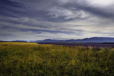 Scenic view of field against sky