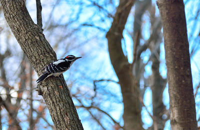 Low angle view of bird perching on tree