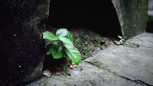 High angle view of leaf on rock