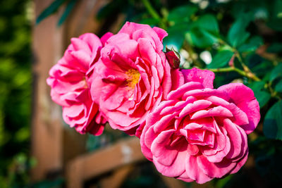 Close-up of pink flower blooming outdoors