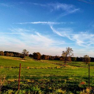 Scenic view of grassy field against sky